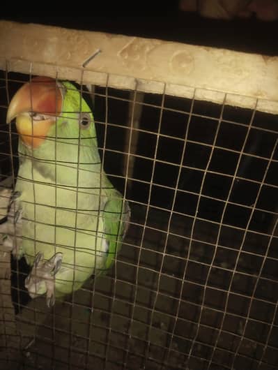 Raw parrot