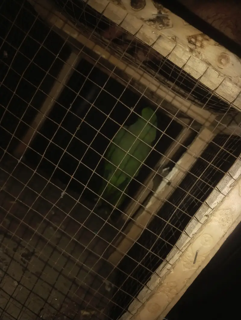 Raw parrot — photo 2