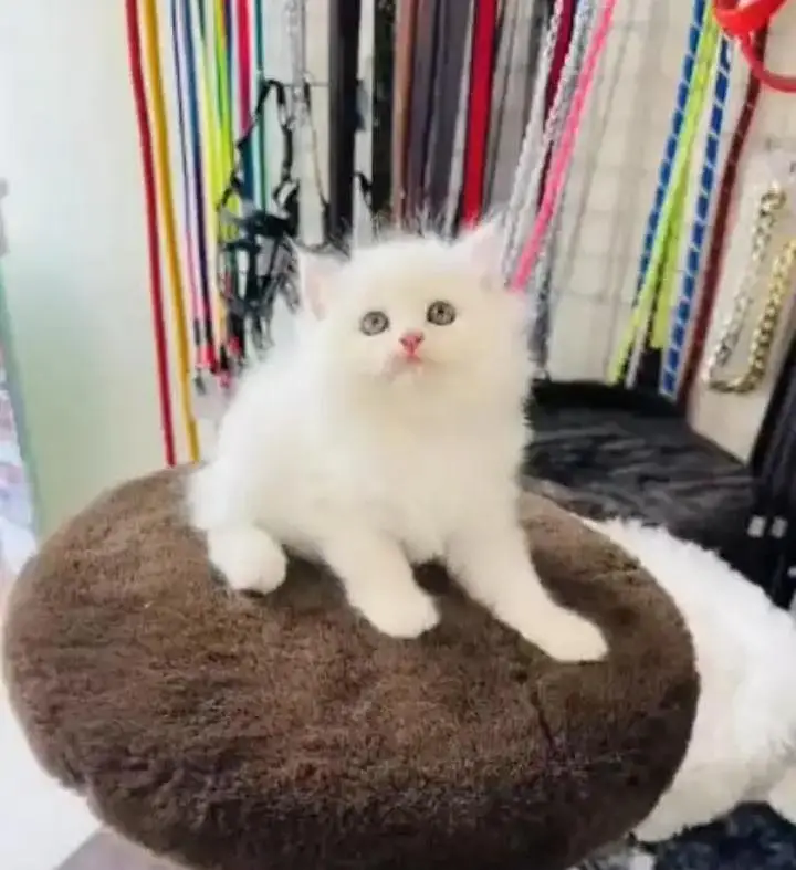 (Persian female kitten) (for sale all) (Pakistan delivery available) — photo 2