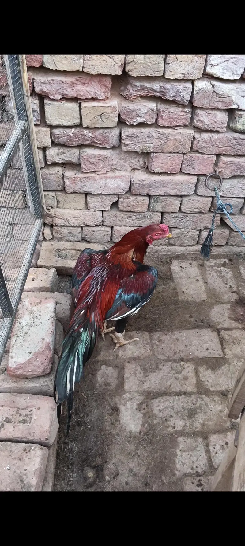 Aseel murga — photo 3