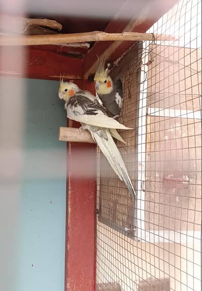 03435502265 whatsapp