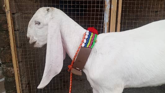 Pure white Rajanpuri path for sale - Rajanpuri goat , Goats, Rajanpuri