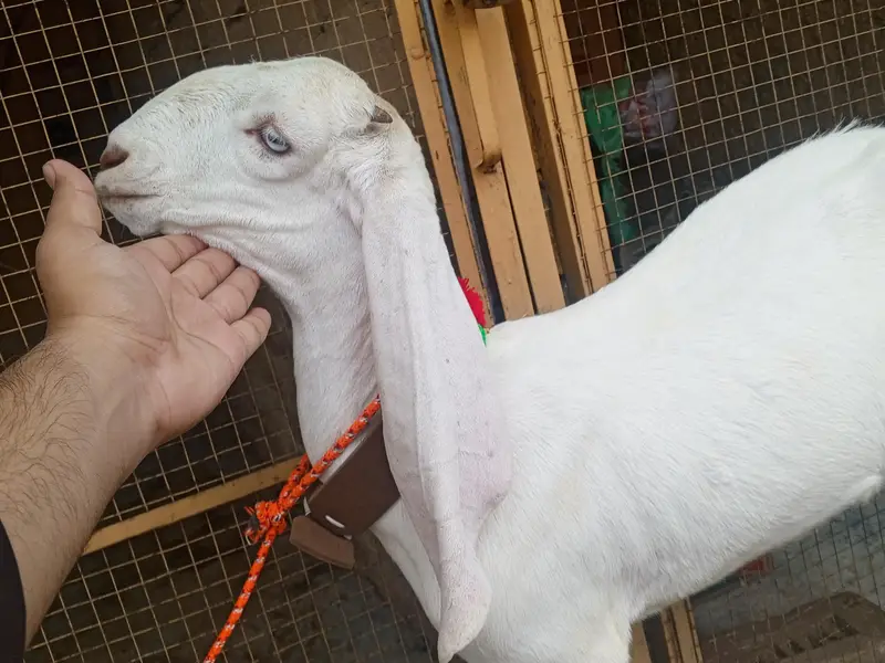 Pure white Rajanpuri path for sale - Rajanpuri goat , Goats, Rajanpuri — photo 2