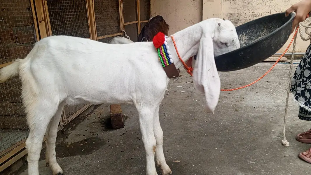 Pure white Rajanpuri path for sale - Rajanpuri goat , Goats, Rajanpuri — photo 3
