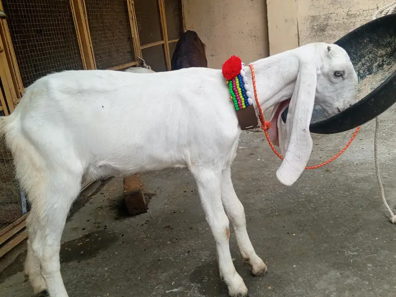 Pure white Rajanpuri path for sale - Rajanpuri goat , Goats, Rajanpuri — photo 4
