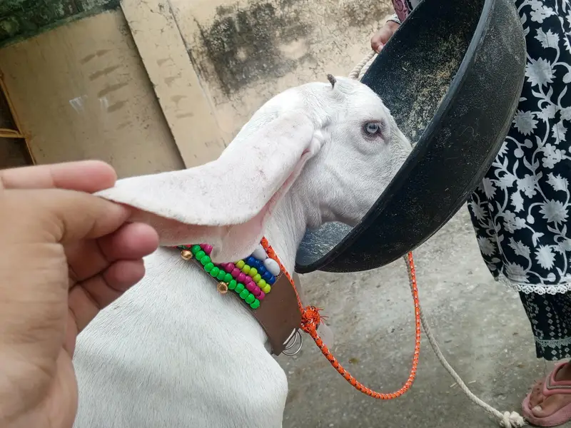 Pure white Rajanpuri path for sale - Rajanpuri goat , Goats, Rajanpuri — photo 5