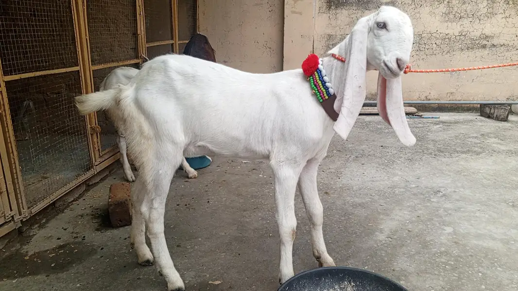 Pure white Rajanpuri path for sale - Rajanpuri goat , Goats, Rajanpuri — photo 6