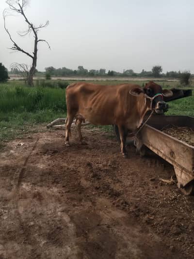Jersey cross cow |Jersey +Friesian gay | pragnent cow _pure
