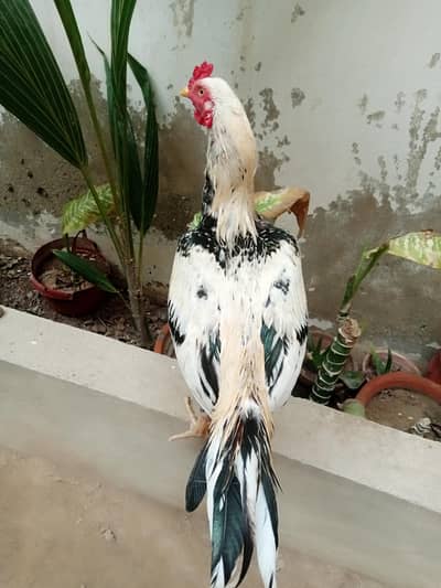aseel maiwali cock