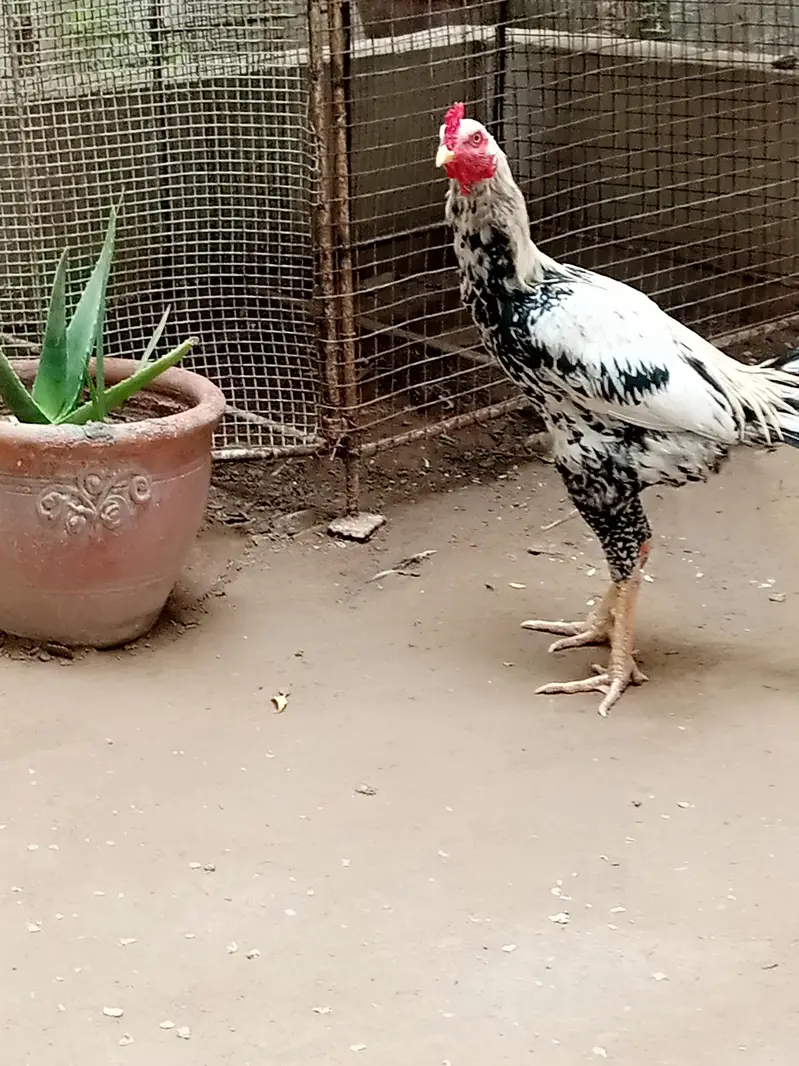 aseel maiwali cock — photo 2
