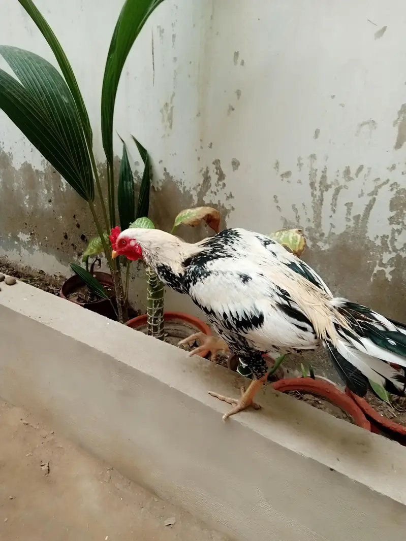 aseel maiwali cock — photo 3
