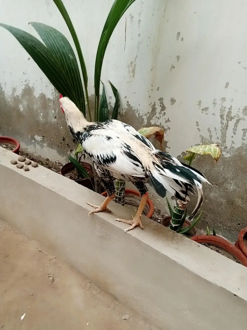 aseel maiwali cock — photo 4