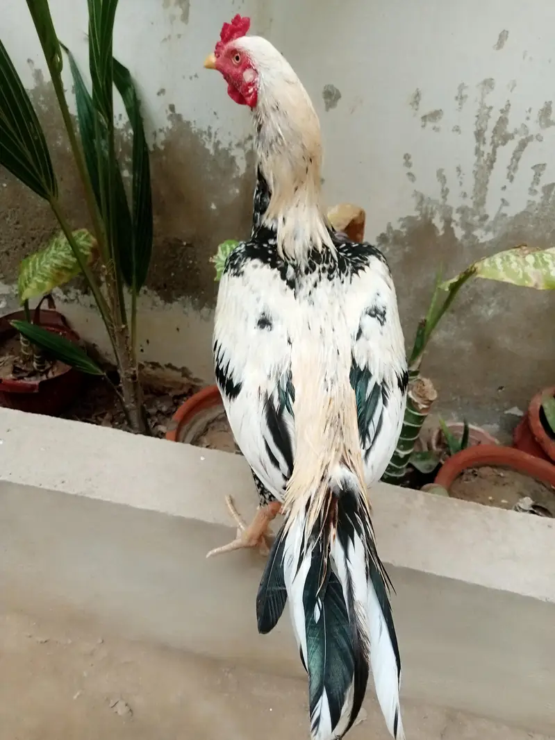 aseel maiwali cock — photo 5