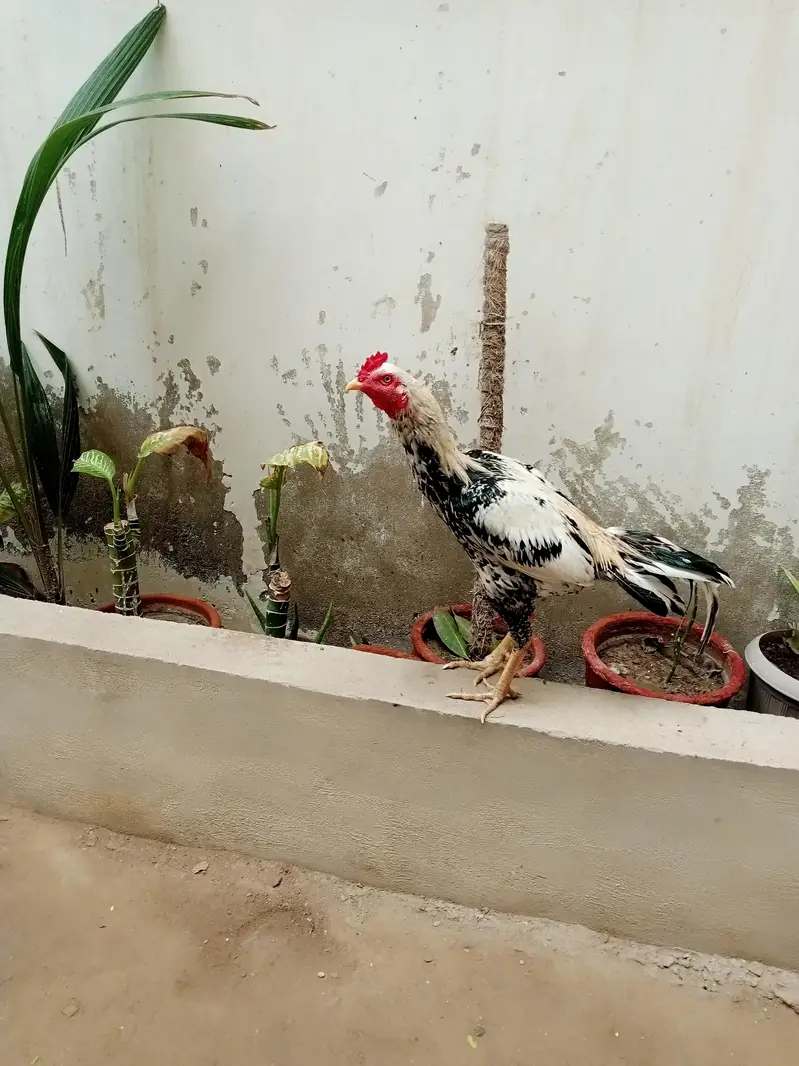 aseel maiwali cock — photo 6