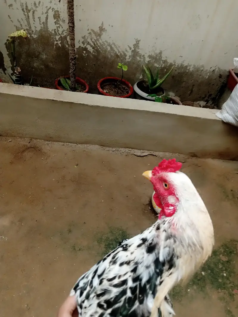 aseel maiwali cock — photo 7