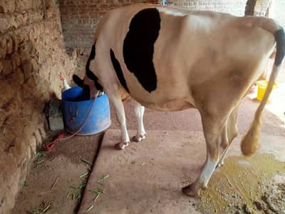 frezian cross cow
