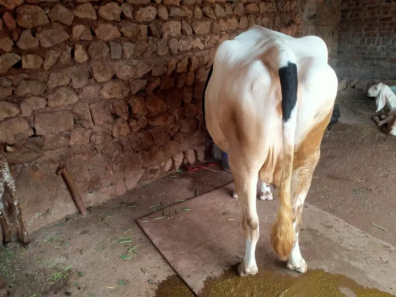frezian cross cow — photo 2