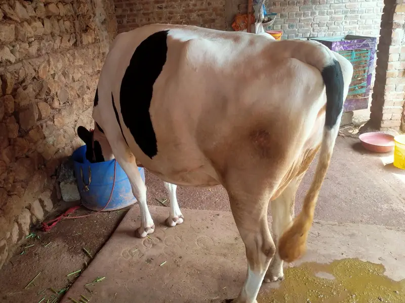 frezian cross cow — photo 3