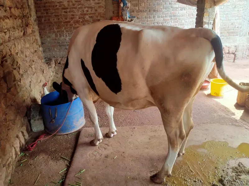 frezian cross cow — photo 4