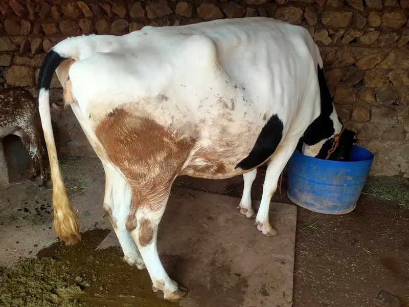 frezian cross cow — photo 5
