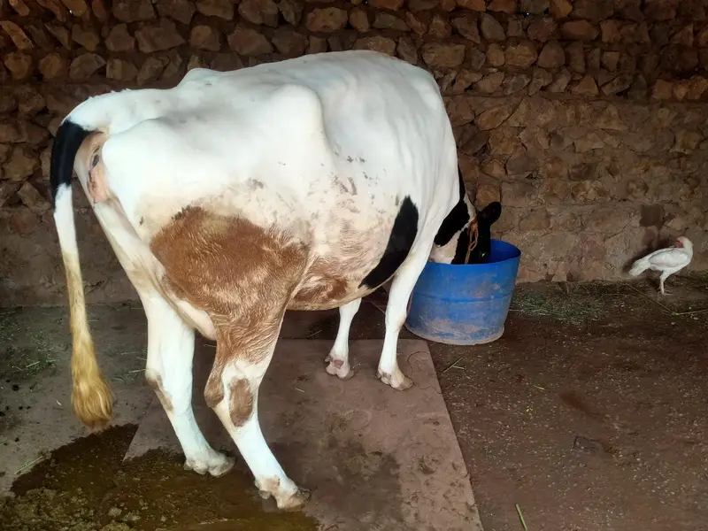 frezian cross cow — photo 6