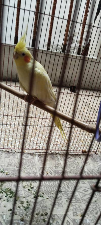 Parrot