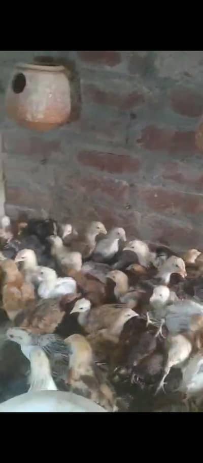 Golden Misri Chicks_ 1 month chicks | golden chuze Misri chicks