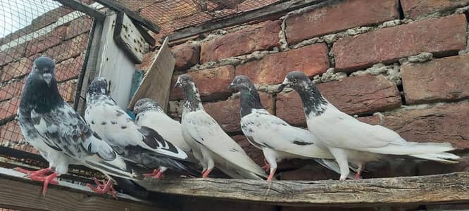 Sialkoti jhonsiry kamagar zeery parvazi kabotar for sale