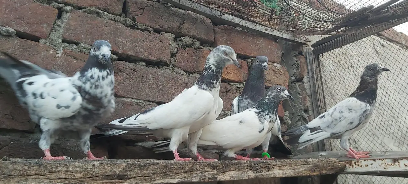 Sialkoti jhonsiry kamagar zeery parvazi kabotar for sale — photo 2
