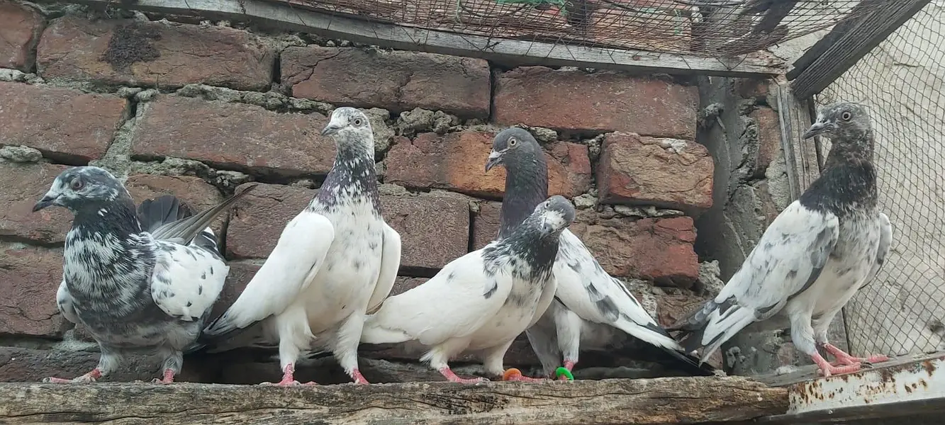 Sialkoti jhonsiry kamagar zeery parvazi kabotar for sale — photo 3