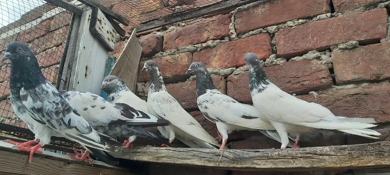 Sialkoti jhonsiry kamagar zeery parvazi kabotar for sale — photo 4