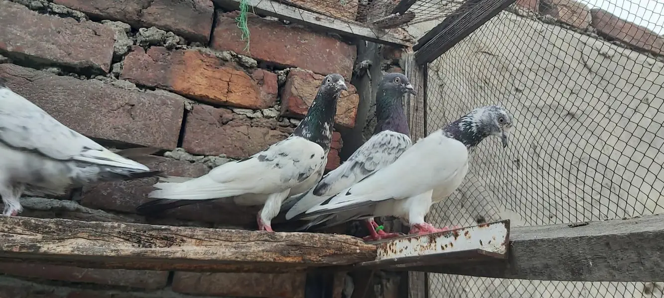 Sialkoti jhonsiry kamagar zeery parvazi kabotar for sale — photo 5