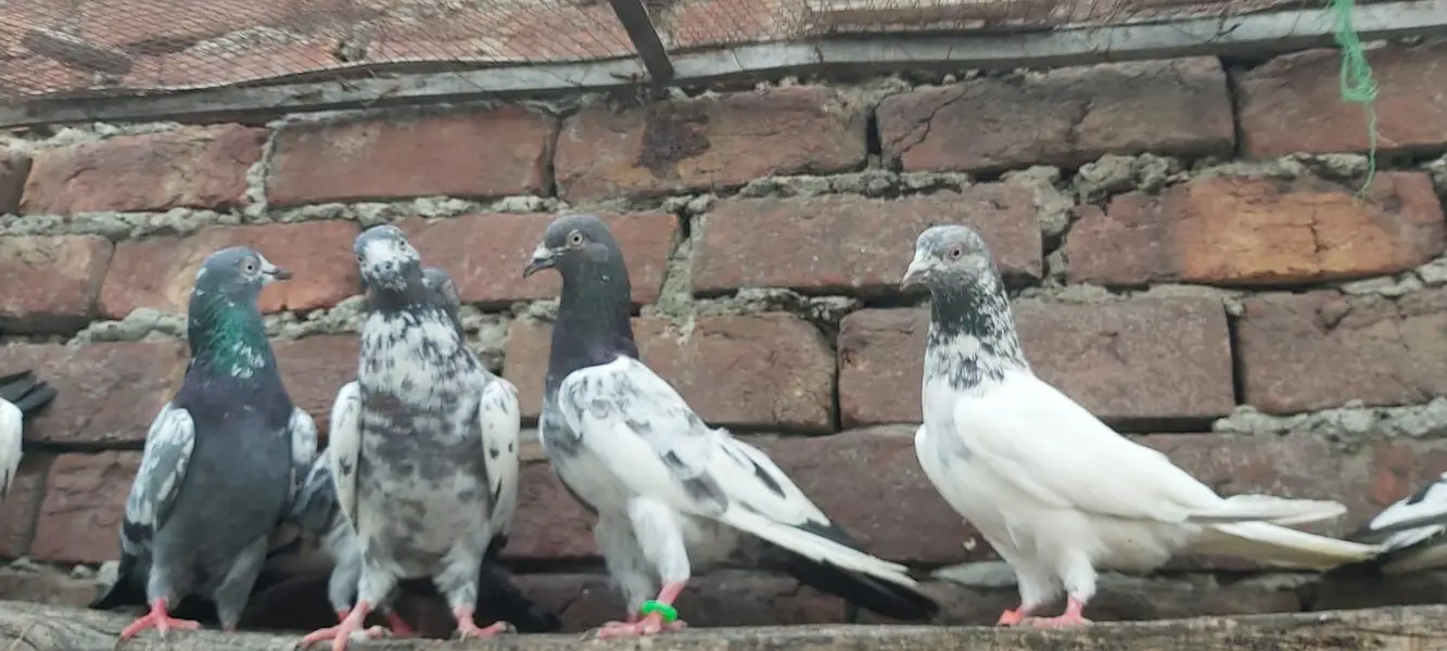 Sialkoti jhonsiry kamagar zeery parvazi kabotar for sale — photo 6