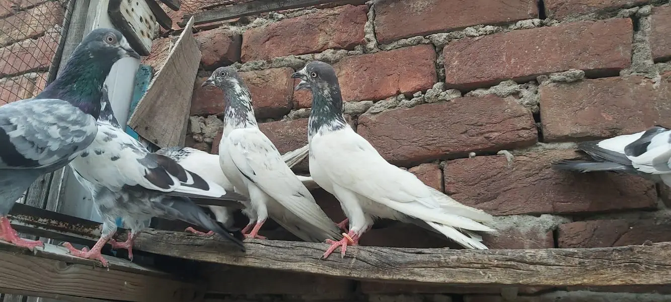 Sialkoti jhonsiry kamagar zeery parvazi kabotar for sale — photo 7