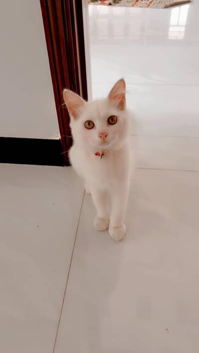White Persian Cat (Young & Healthy) – Playful and Friendly