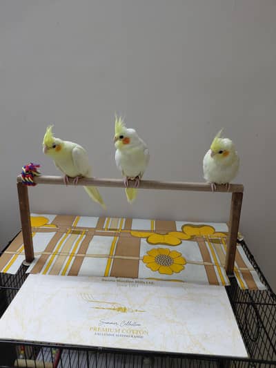 Hand tamed Fly tamed Cocktails, Sun conure and love birds