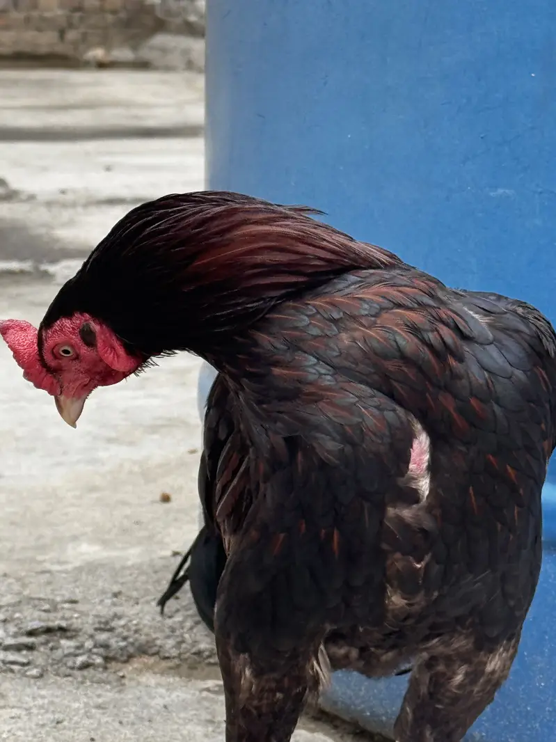 Lakha patha 1 year age — photo 2