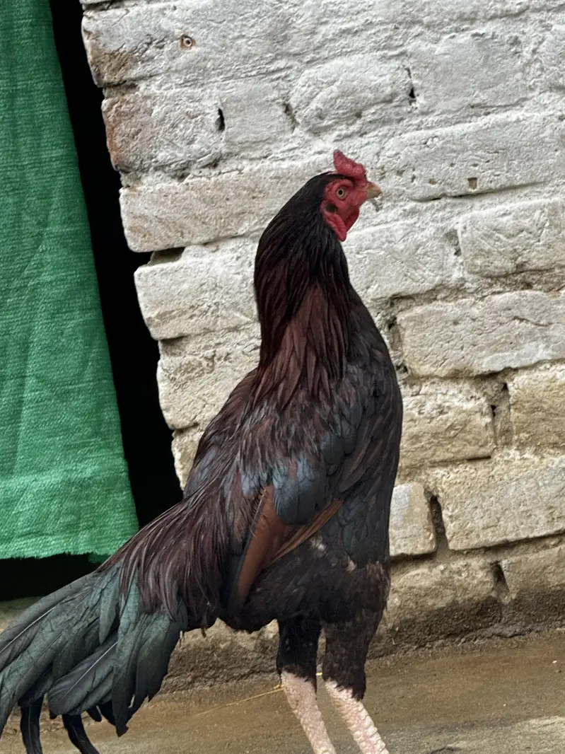 Lakha patha 1 year age — photo 3
