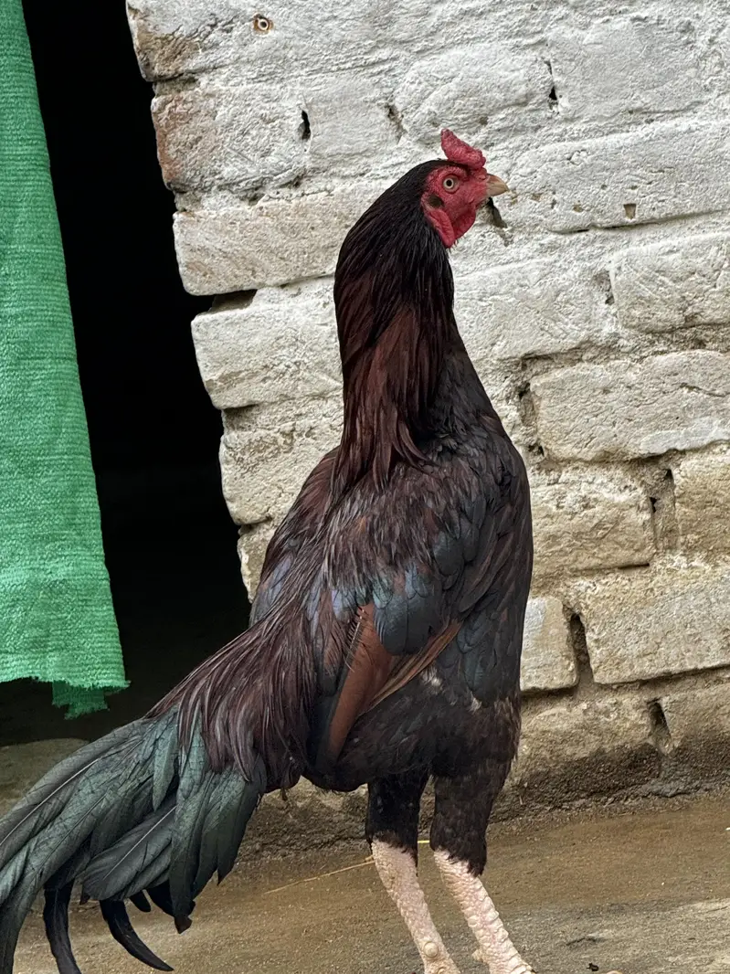 Lakha patha 1 year age — photo 4