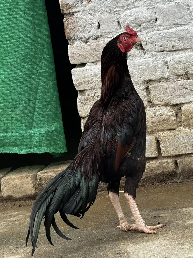 Lakha patha 1 year age — photo 5