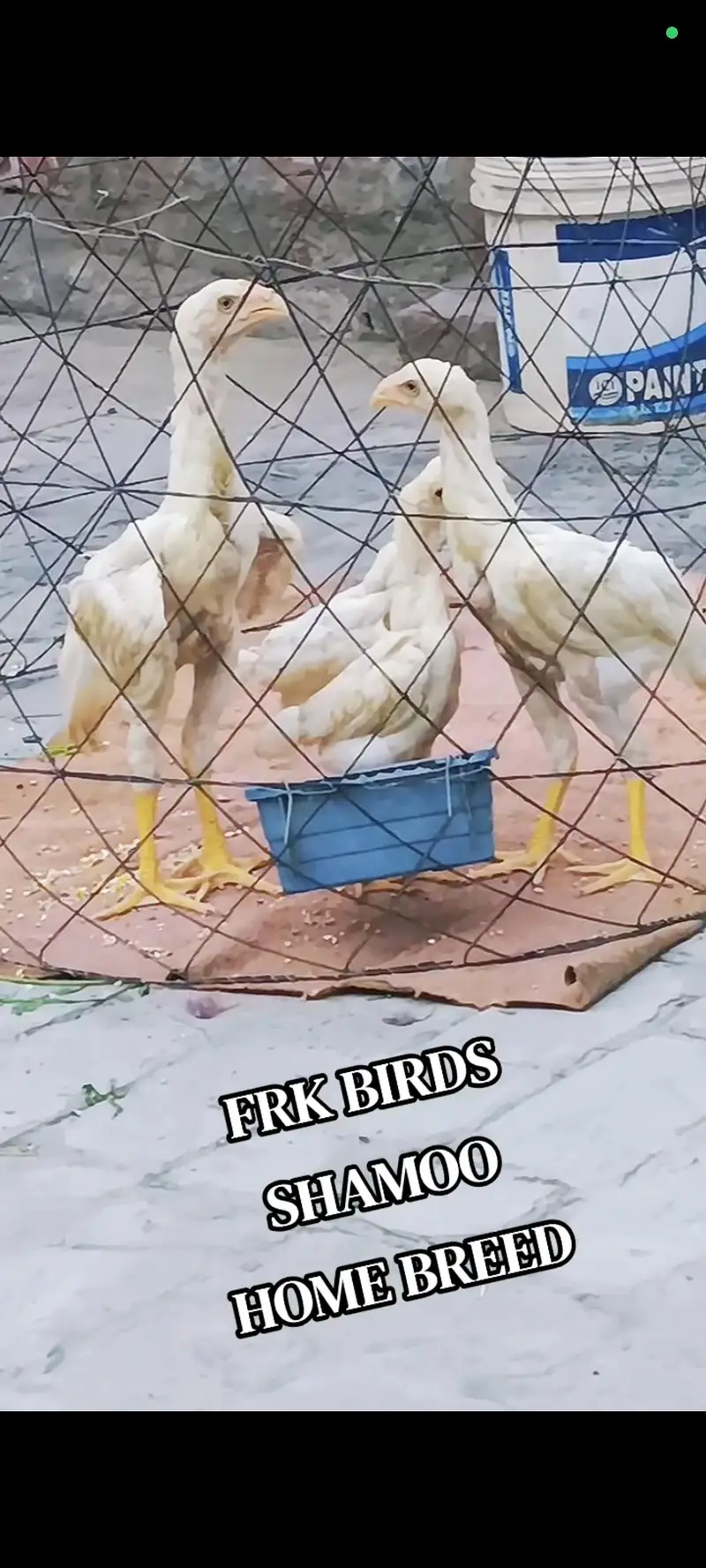 FRK BIRDS — photo 2