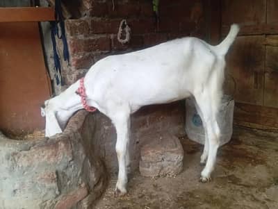 Gulabi goat for sale