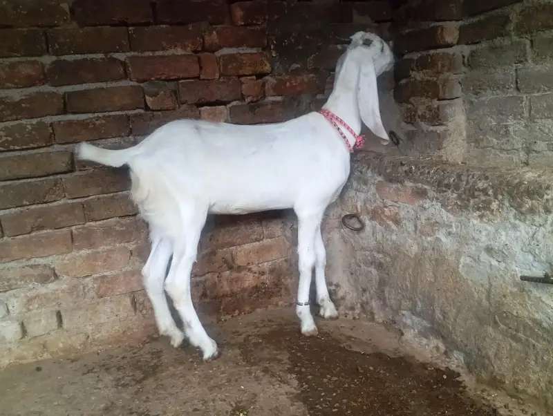 Gulabi goat for sale — photo 2