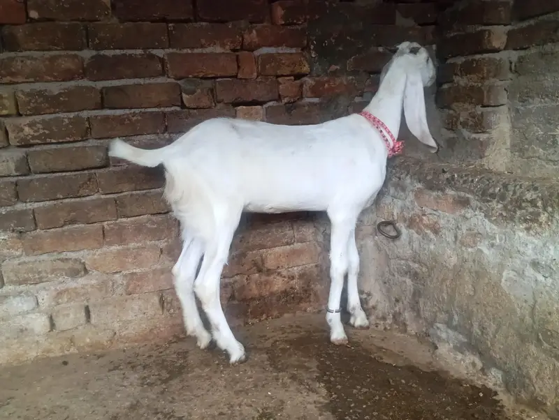 Gulabi goat for sale — photo 3