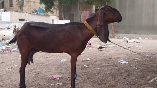 Nagri betel 03142274405