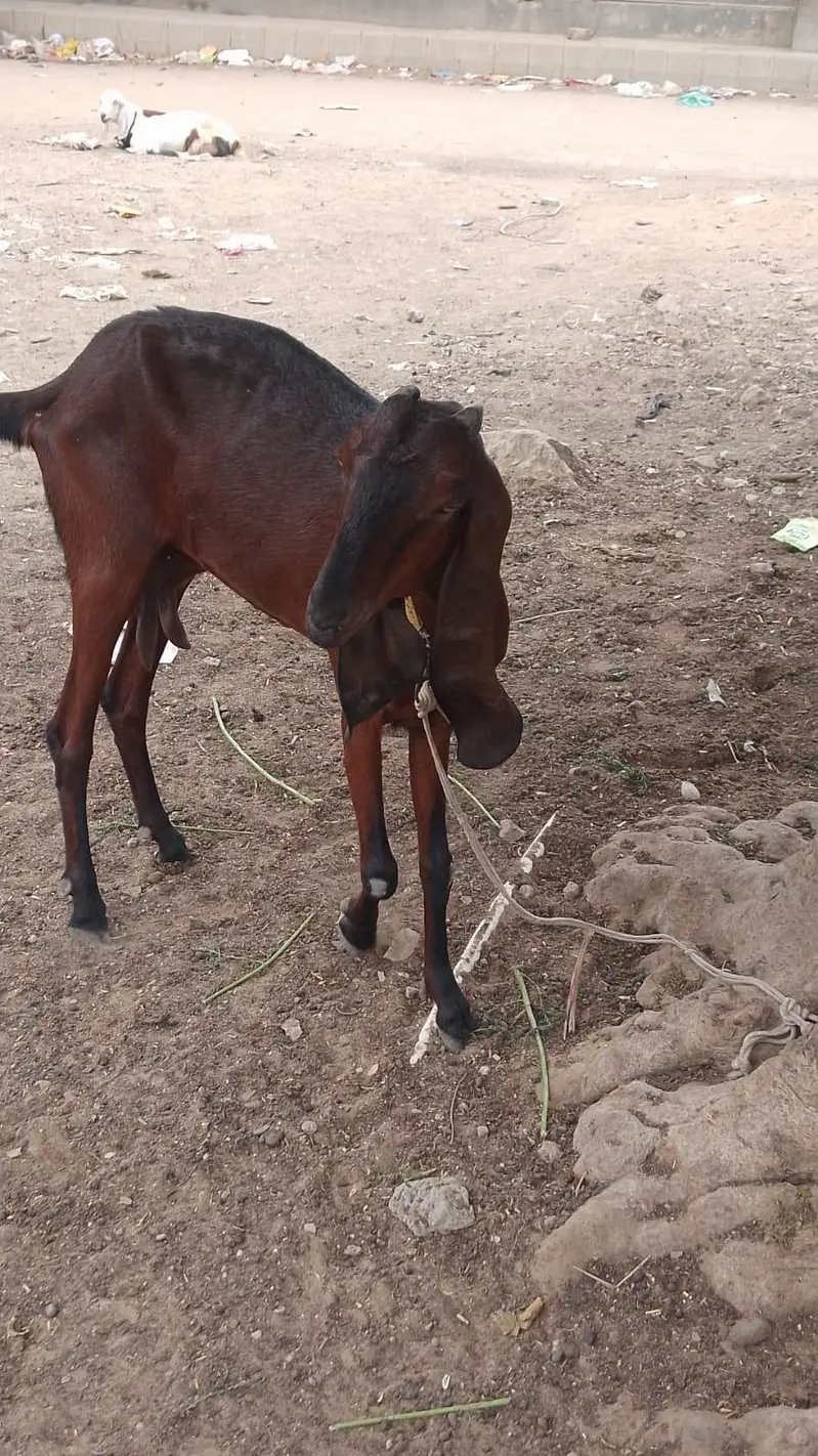Nagri betel 03142274405 — photo 2