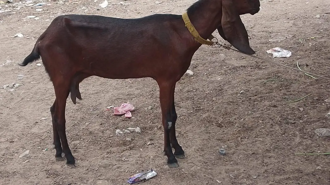 Nagri betel 03142274405 — photo 3