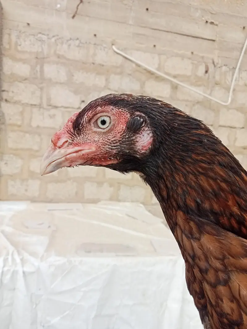 home breed — photo 7