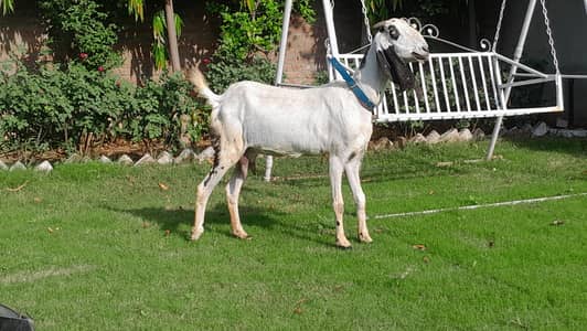desi betal female 2 month gaban