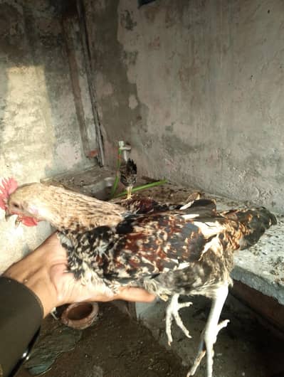 Ayam cemani, desi